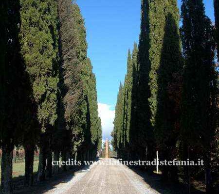 Cipressi toscani sulle collinechiantigiane