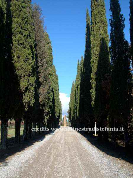Cipressi toscani sulle collinechiantigiane
