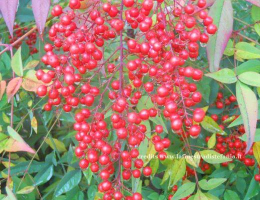 Piante con bacche rosse natalizie per decorazioni e composizioni