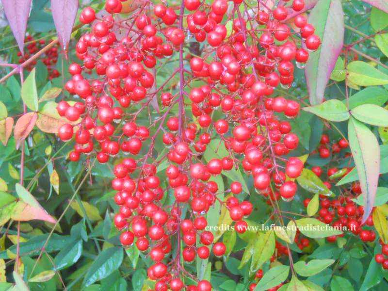 Piante con bacche rosse natalizie per decorazioni e composizioni