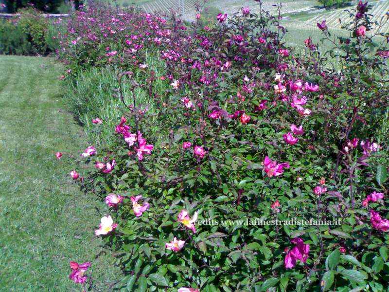 Siepe di rosa Chinensis Mutabilis in fiore