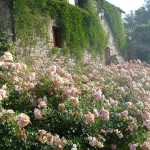 scarpata con rose ricoprenti e rifiorenti immagini