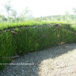 Siepe di rosmarino officinale in giardino