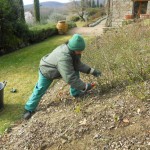 come potare le rose rifiorenti
