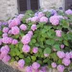 sono adatte le ortense come fiori da matrimonio?