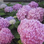 giardinggio, le ortensie rosa