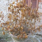 giardinaggio, ortensie in autunno