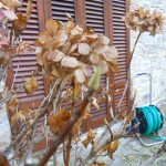 gemma che farà il fiore