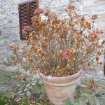 giardinaggio,ortensie in inverno