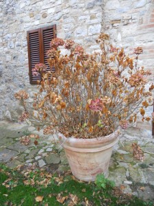 giardinaggio,ortensie in inverno
