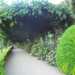 come fare un aiuola di ortensie in giardino