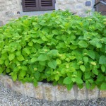 come sono le ortensie nel mese di maggio