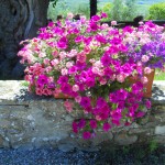 petunie e verbene fiori più adatti da metter in un vaso o nel giardino