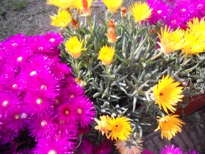 Coloratissima fioritura di Mesembriantemo (fiori amici del sole) in un vaso di terracotta sul balcone.