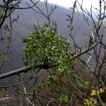 come seminare il vischio a casa