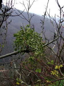 come seminare il vischio a casa