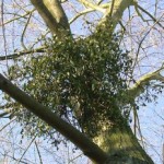come seminare il vischio su un albero in giardino