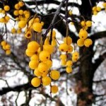 alberi adatti per seminare il vischio