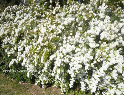 Primo piano di un arbusto di Spiraea vanhouttei in piena fioritura bianca primaverile.
