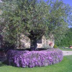 i lavori da fare in giardino a marzo