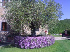 i lavori da fare in giardino a marzo