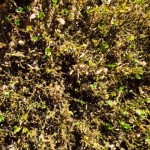 malattia del bosso come eliminarla