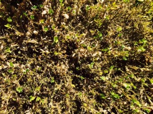 malattia del bosso come eliminarla