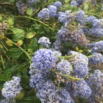 Primo piano della fioritura blu intenso del Ceanothus 'Puget Blue' in pieno sole.