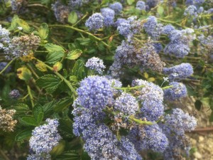 Primo piano della fioritura blu intenso del Ceanothus 'Puget Blue' in pieno sole.