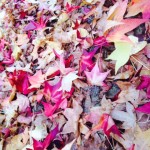 Foglie autunnali colorate raccolte nel giardino per il compost e il riutilizzo naturale