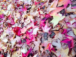 Foglie autunnali colorate raccolte nel giardino per il compost e il riutilizzo naturale