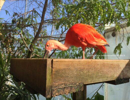 La Biosfera di Genova al Porto Antico, il giardino tropicale di Renzo Piano