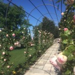 corose rampicanti quando potarle