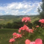 rose che stanno bene in Toscana