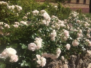 immagini siepe di rose bianche