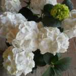 fiori-adatti-a-un-matrimonio-a-primavera