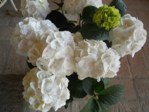 fiori-adatti-a-un-matrimonio-a-primavera