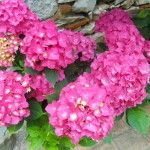 i-fiori-di-ortensia-sono-adatti-ad-un-bouquet