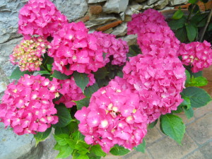 i-fiori-di-ortensia-sono-adatti-ad-un-bouquet