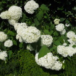 come-si-chiamano-le-ortensie-giganti