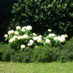 come-fare-una-composizione-di-ortensie