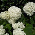 fiori-di-ortensia-belli-per-composizioni-floreali