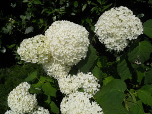 fiori-di-ortensia-belli-per-composizioni-floreali