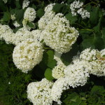 Quali sono i fiori adatti a un matrimonio