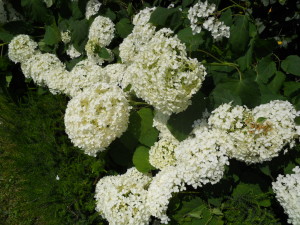 Quali sono i fiori adatti a un matrimonio