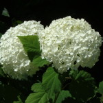 fiori-per-damigelle-al-mio-matrimonio
