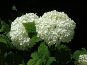 fiori-per-damigelle-al-mio-matrimonio