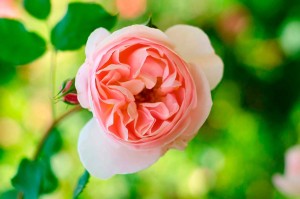immagini rosa color pastello
