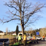 prima della potatura guardare i rami da tagliare