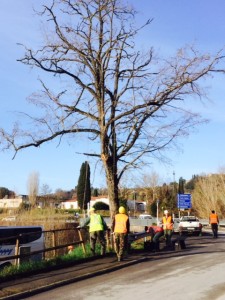 prima della potatura guardare i rami da tagliare